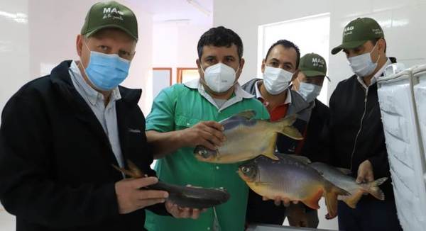 Industrializan pescado en Itapúa
