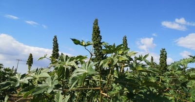 La Nación / IPTA inició cosecha de material genético de tártago