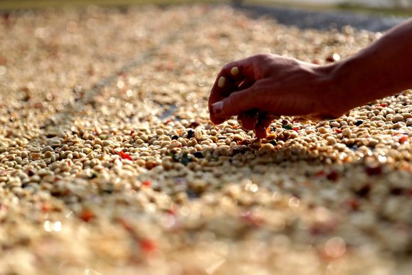 La cosecha brasileña de café caerá un 22,6 % este año tras el récord de 2020 - MarketData