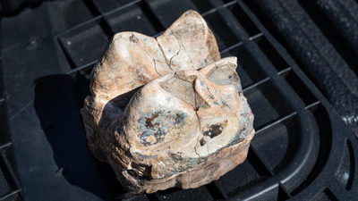 Hallan tesoro de fósiles prehistóricos en California que incluye un camello del tamaño de jirafa | Ñanduti