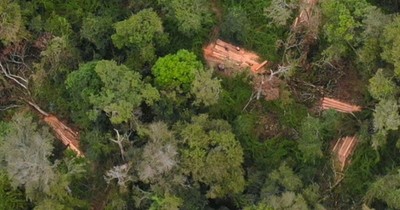 La Nación / Ambientalistas denuncian invasiones y tala ilícita en la reserva San Rafael