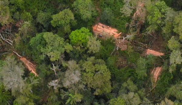 Denuncian invasiones y tala ilícita en la reserva San Rafael – Prensa 5