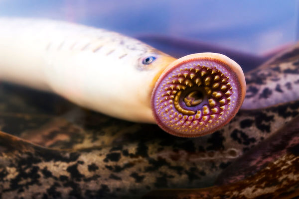 ¿What? Reapareció el “pez vampiro” en un río de California