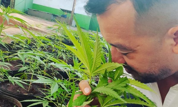 APACAM propone debate social para definir uso de cannabis medicinal