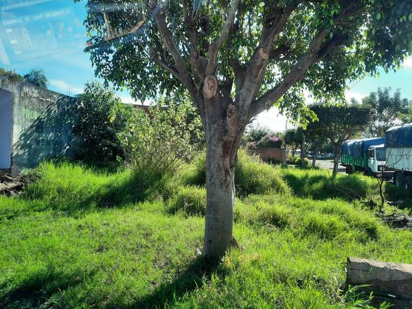 Claman por limpieza de terreno baldío en Coronel Oviedo – Prensa 5