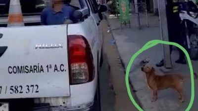 Pulen, el perrito que terminó con su humano en la comisaría
