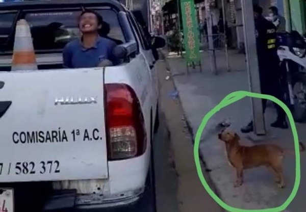 Crónica / Firulais acompañó a su dueño ¡hasta la comisaria!