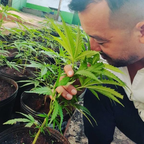 APACAM propone debate social para definir uso de cannabis medicinal