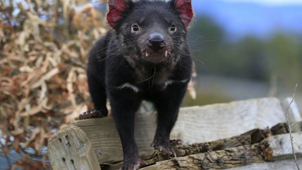 ¡Después de 3.000 años! Nacen demonios de Tasmania en Australia