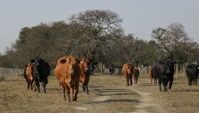 Rematarán 6.000 cabezas de ganado en la segunda edición de la Feria de Razas Unidas
