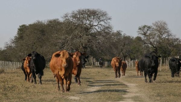Rematarán 6.000 cabezas de ganado en la segunda edición de la Feria de Razas Unidas