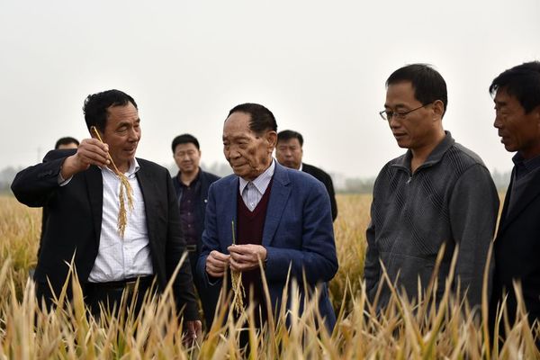 Falleció Yuan Longping, el “padre del arroz híbrido” que acabó con el hambre en China