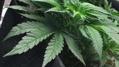 Cannabis, una alternativa válida para tratar el dolor
