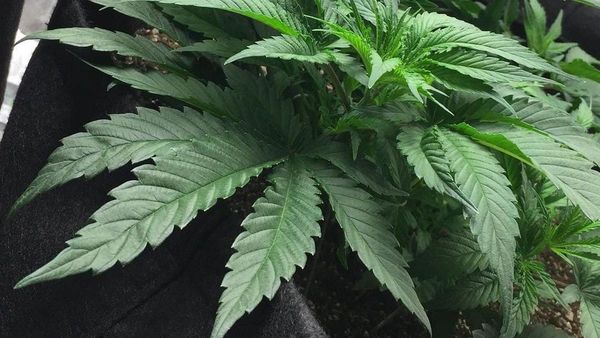 Cannabis, una alternativa válida para tratar el dolor