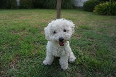 Un caniche asintomático, primer perro con la variante británica del Covid en España - Mascotas - ABC Color