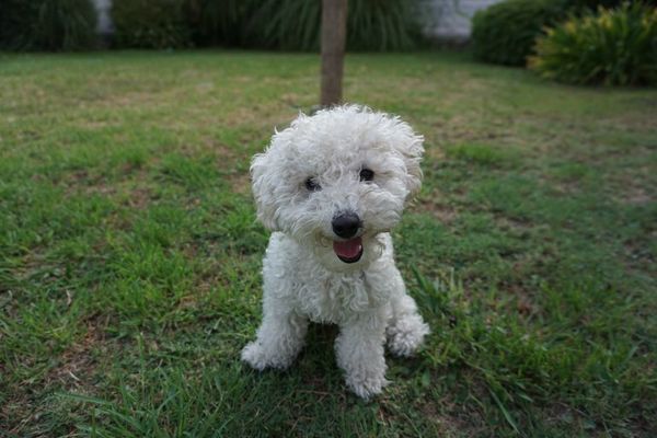 Un caniche asintomático, primer perro con la variante británica del Covid en España - Mascotas - ABC Color
