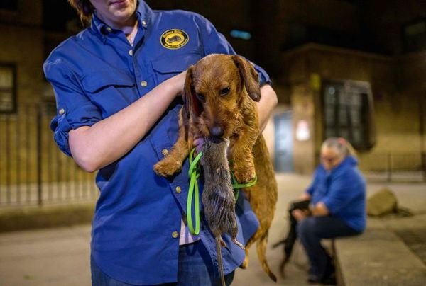 Los asesinos de ratas de Nueva York: perros y sus dueños a la caza de roedores - Mascotas - ABC Color