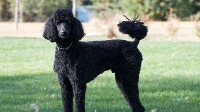 Un caniche asintomático, primer perro con la variante británica