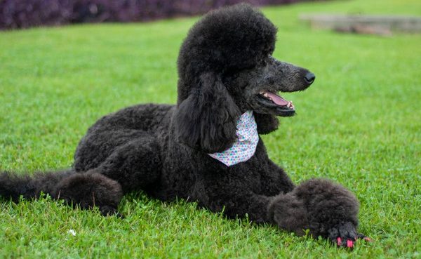 Un caniche gigante, primer perro con la variante británica de Covid-19 en España