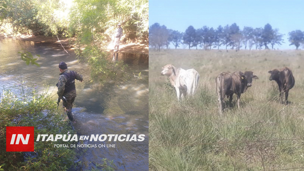 RECUPERARON VARIOS ANIMALES VACUNOS HURTADOS EN ITAPÚA POTY.