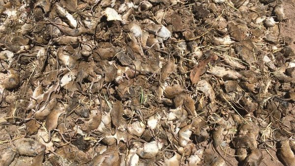 Una apocalíptica plaga de ratones aterroriza a Australia | Ñanduti