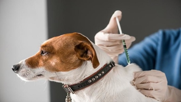 Rusia empieza a vacunar a animales con su vacuna anticovid