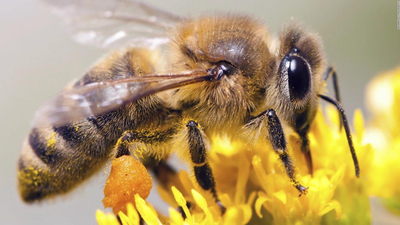 ¡Sucedió en Brasil! Abejas trabajan en equipo para “robarle” la bebida a una mujer