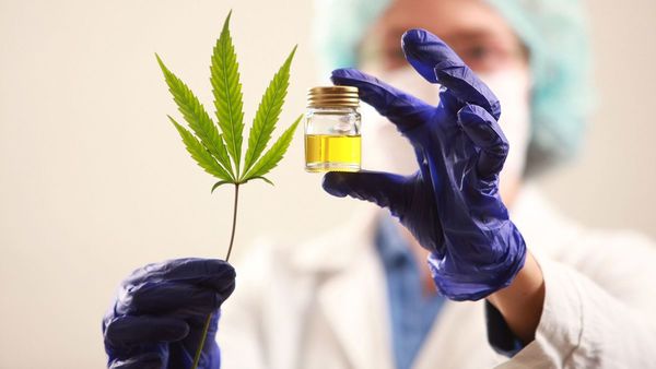 Critican falta de interés de Salud en promover e investigar cannabis medicinal