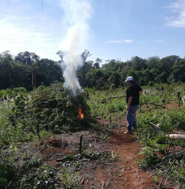 Procedimiento resultó en destrucción de marihuana por valor aproximado de G. 960 millones - Megacadena — Últimas Noticias de Paraguay