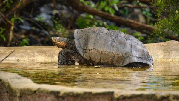 Encuentran tortuga en Galápagos que se creía extinguida hace más de cien años