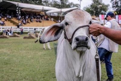 Brahman abrió los portones para recibir más 300 reproductores en la Expo Nacional