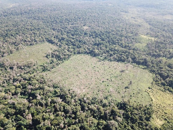Destruyen dos parcelas de marihuana por valor aproximado de G. 960 millones | Ñanduti