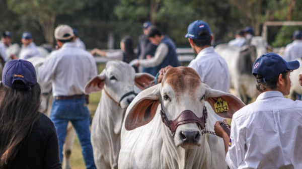 Se inicia la Expo Brahman