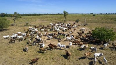 Paraguay logra todas las certificaciones de ausencia de enfermedades del listado de la OIE - Nacionales - ABC Color