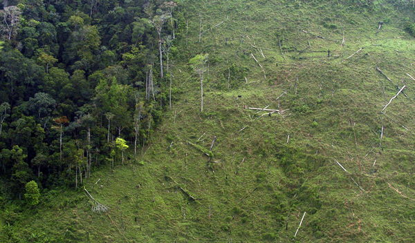 Indígenas denuncian graves daños ambientales en la biosfera de Honduras - MarketData