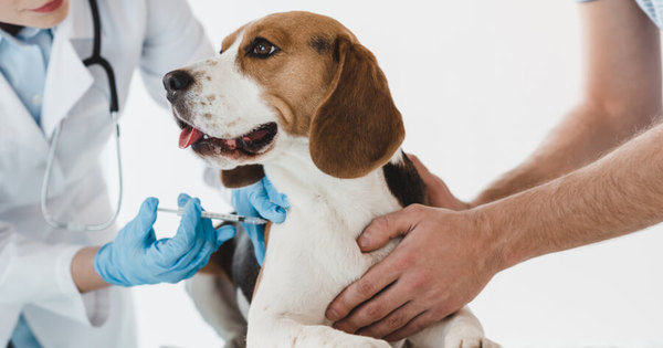 Rusia empieza a vacunar a animales con su vacuna anti-COVID Carnivac-Cov