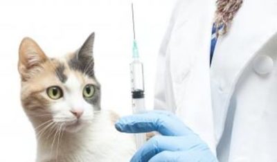 Rusia comienza a administrar su vacuna de Covid-19 para mascotas