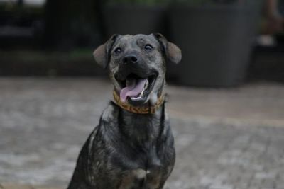Rusia empieza a vacunar a animales con su vacuna anticovid Carnivac-Cov - Mascotas - ABC Color