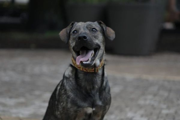 Rusia empieza a vacunar a animales con su vacuna anticovid Carnivac-Cov - Mascotas - ABC Color