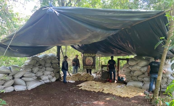 Diario HOY | Senad desmanteló centro de almacenamiento de marihuana en Amambay