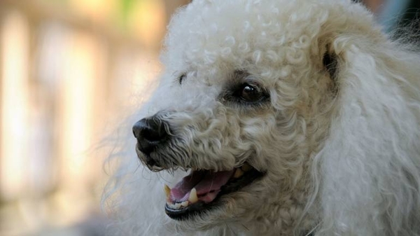 Diario HOY | Un caniche asintomático, primer perro con la variante británica en España