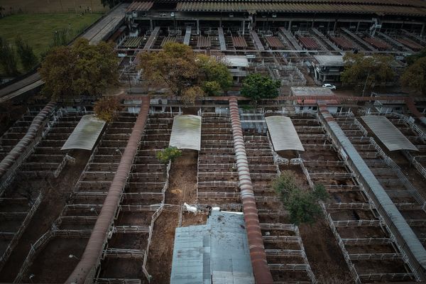 Ganaderos de Argentina extienden el cese de comercialización de vacunos - MarketData
