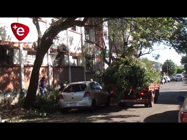 MUNICIPALIDAD ADVIERTE QUE LA PODA DE ÁRBOLES DEBE CONTAR CON PREVIA AUTORIZACIÓN