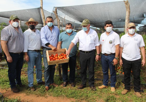 Auspicioso inicio de cosecha de tomate en R. i. 3 Corrales