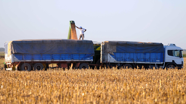 Diferentes periodos de cosechas hacen imposible un precio fijo de flete, explican productores