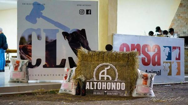 Mañana sábado, Altohondo y Ganadera CLS ofrecen terneras y vaquillas Brangus, Braford y Brahman