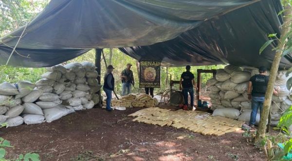 Senad desmanteló centro de almacenamiento de marihuana en Amambay
