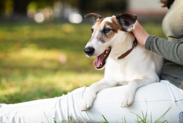 Entre 60 y 70% de enfermedades que afectan a humanos tiene origen animal
