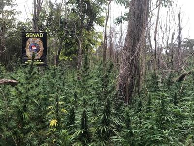 Detectan cultivos de marihuana preparados para esquemas de tráfico del Brasil