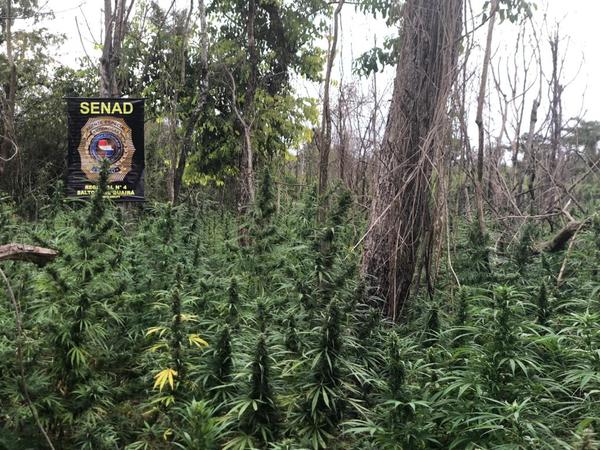 Detectan cultivos de marihuana preparados para esquemas de tráfico del Brasil